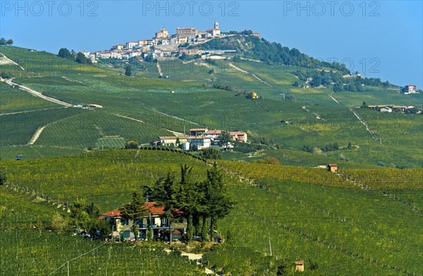 View of vineyards in La Morra