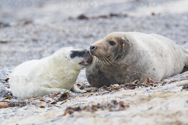 Grey seal