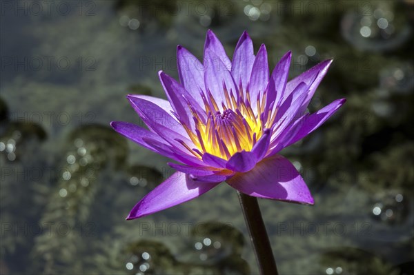 Blue lotus