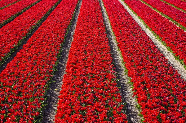 Bright red tulip field