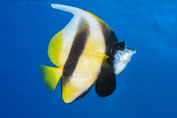 Pennant coralfish