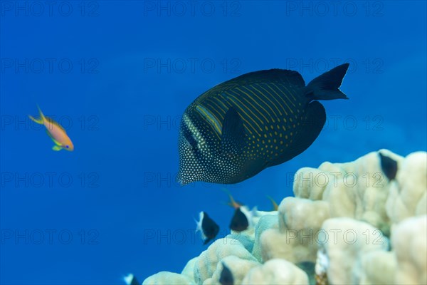 Red Sea Sailfin Tang