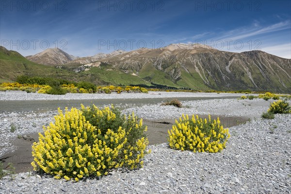 Yellow lupine