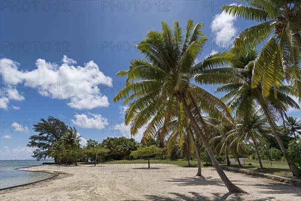 Palm trees on the beach in front of Marae Taputapuatea