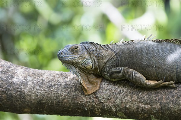 Green iguana