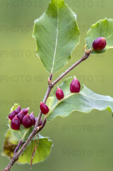 Beech gall of the beech gall midge