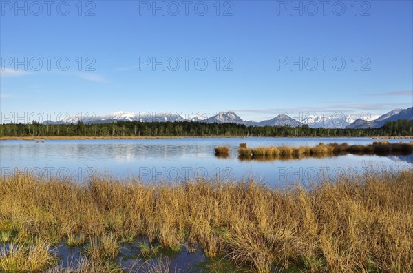 Wet peat ditch with flowering common club-rush