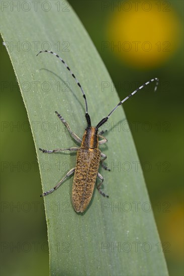 Golden-bloomed grey longhorn bee