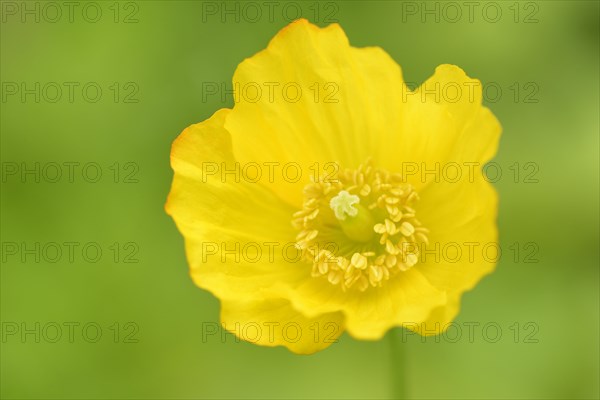 Iceland poppy