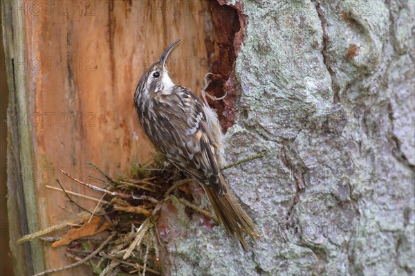 Eurasian Treecreeper