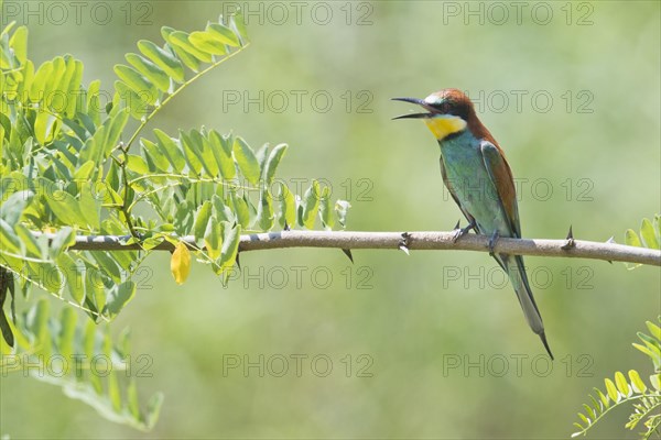 European bee-eater