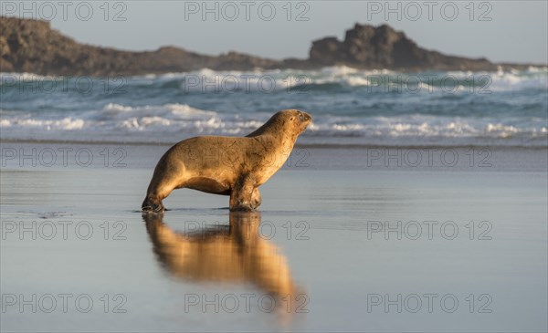 New Zealand Sea Lion