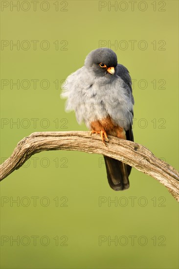 Red-footed Falcon