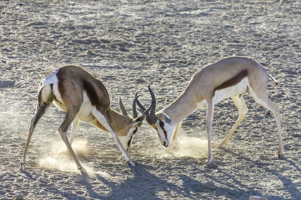 Playful fight between young impalas
