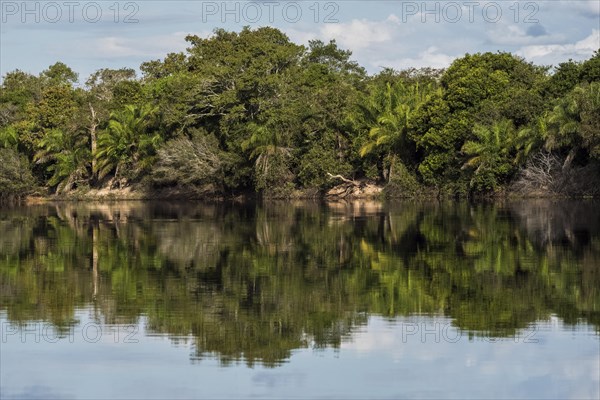 River landscape with dense vegetation at Rio Negro