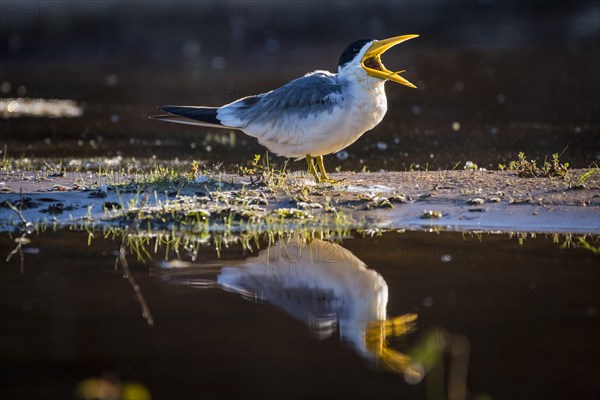 Large-billed tern