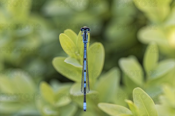 Azure damselfly