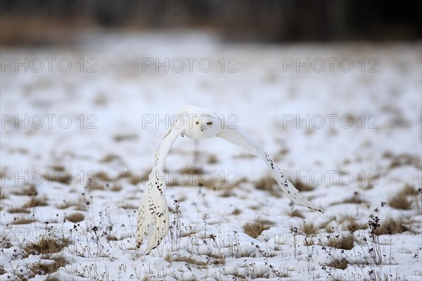 Snowy Owl