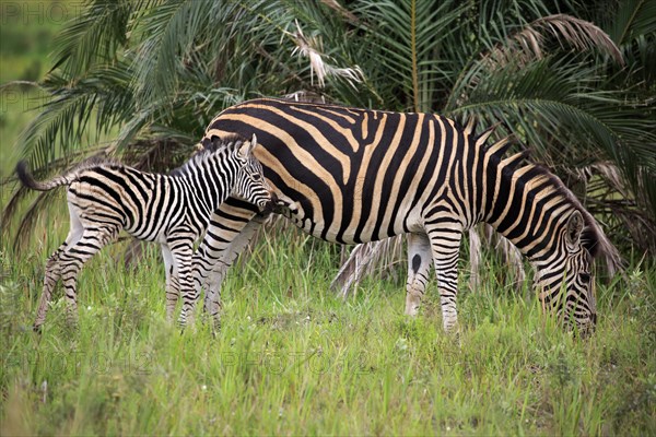 Burchell's Zebra