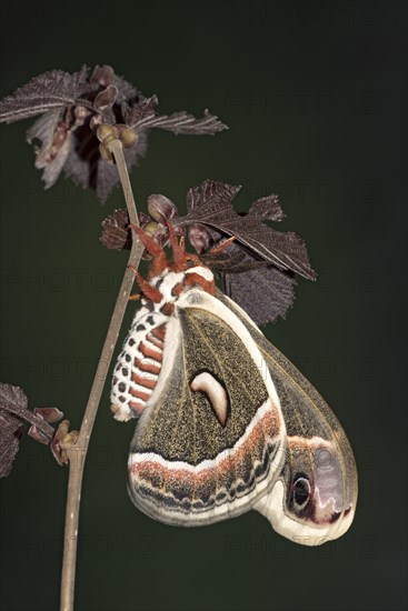 Glover's silkmoth