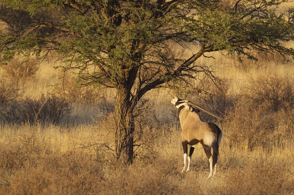 Gemsbok