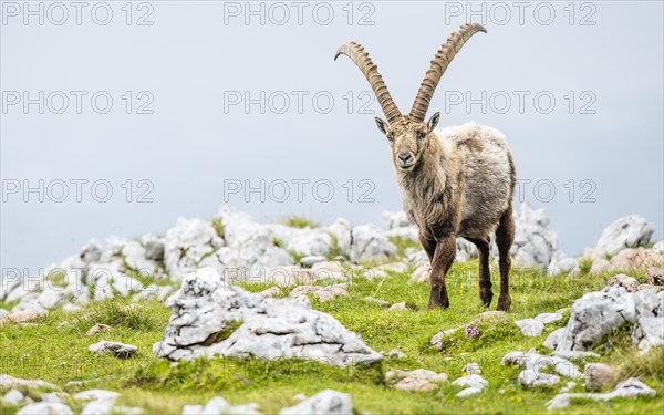 Alpine Ibex