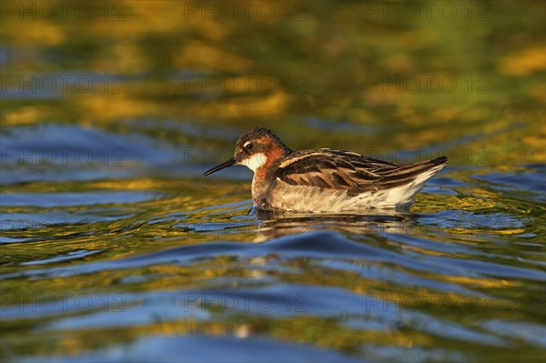 Red-necked Phalarope