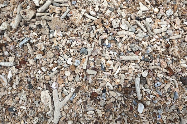 Pieces of coral and shells on beach