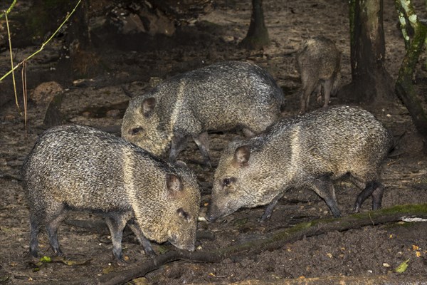 Collared peccaries