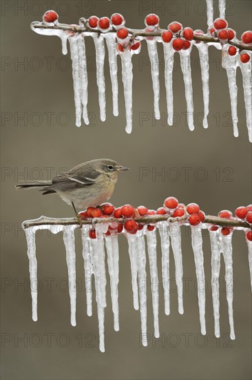 Pine Warbler