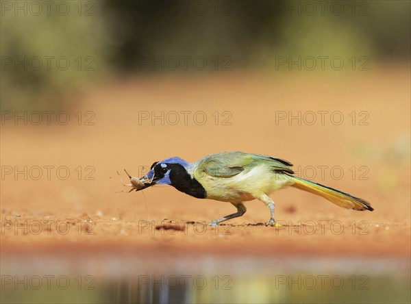 Green Jay