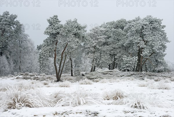 Pine trees