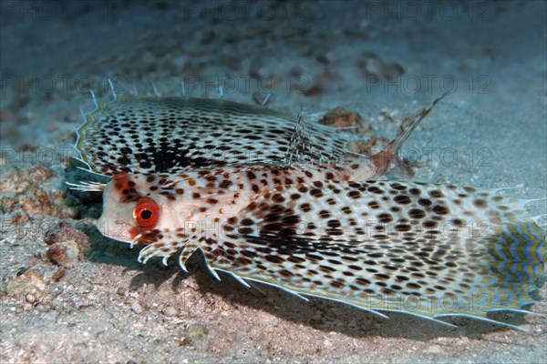 Flying Gurnard