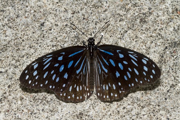 Blue glassy tiger