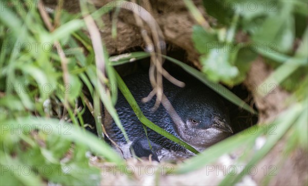 Young Little Blue Penguin