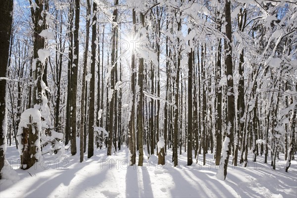 Beech trunks