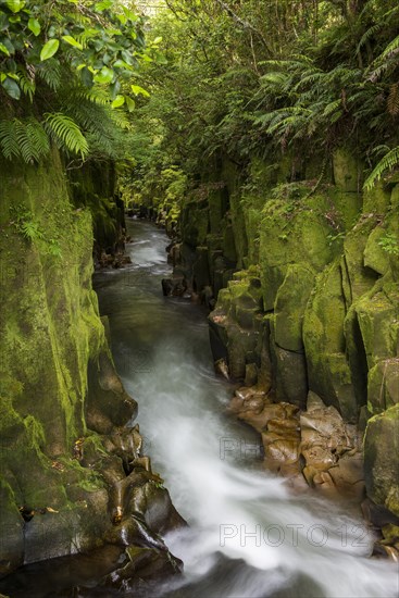 River running through Te Whaiti Nui Toi Canyon