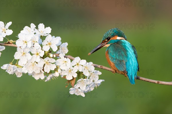 Kingfisher