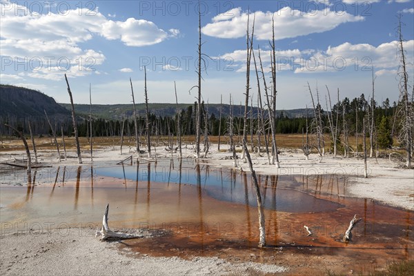 Dead trees at Opalescent Pool