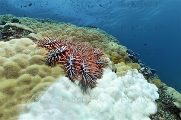 Crown-of-thorns starfish