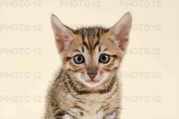 Toyger