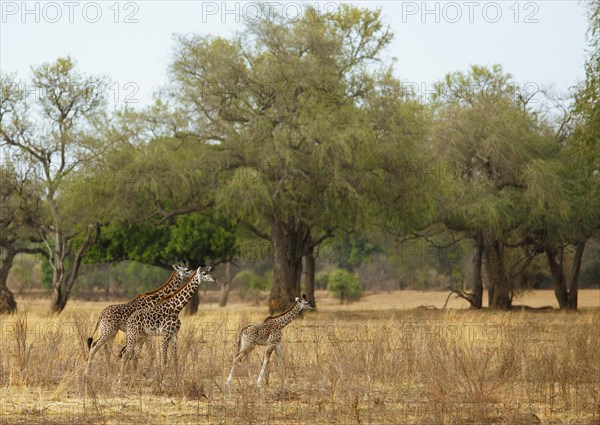 Thorneycroft giraffe