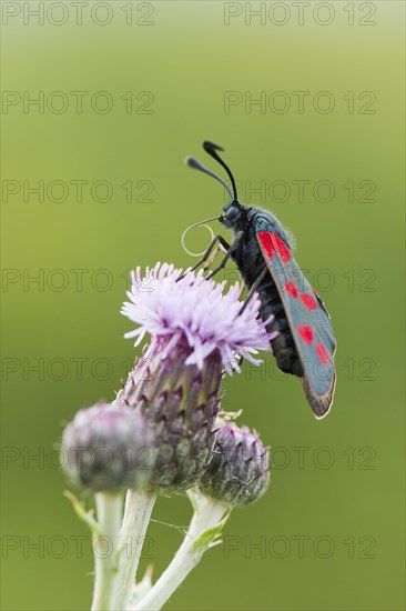 Six-spot burnet