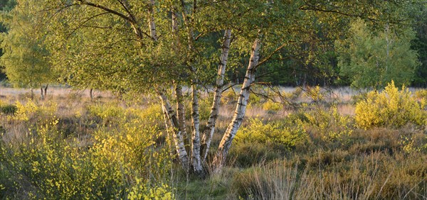 Broom blossoms in a birch forest