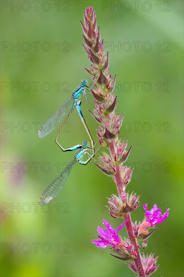 Blue-tailed damselflyn