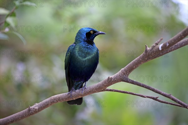 Greater blue-eared European Starlingling