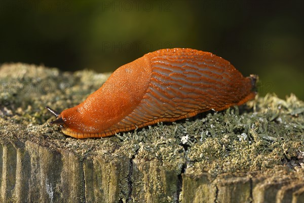 Spanish slug