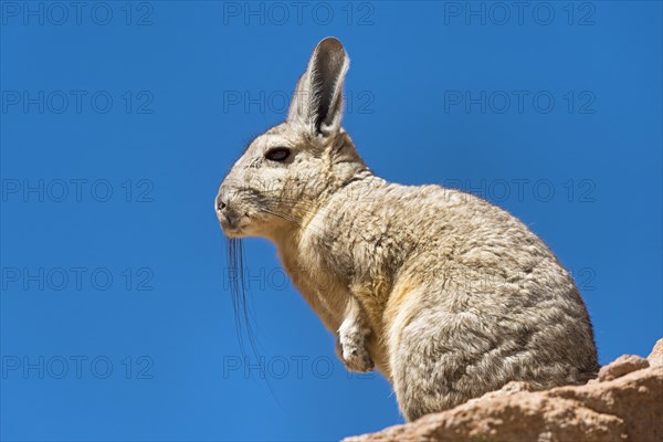 Southern Viscacha