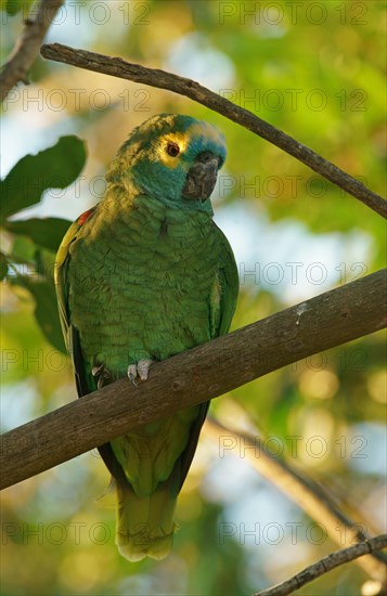 Blue-fronted amazon