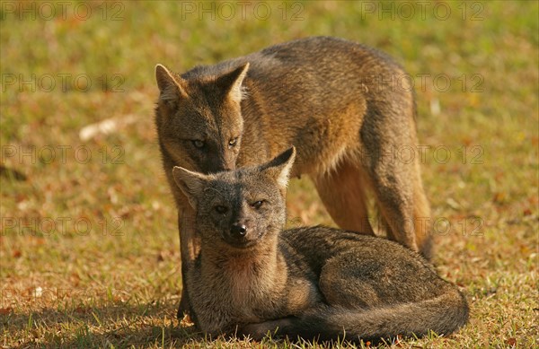 Crab-eating foxes